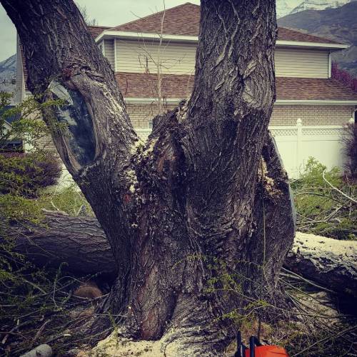 Tree Diagnostics